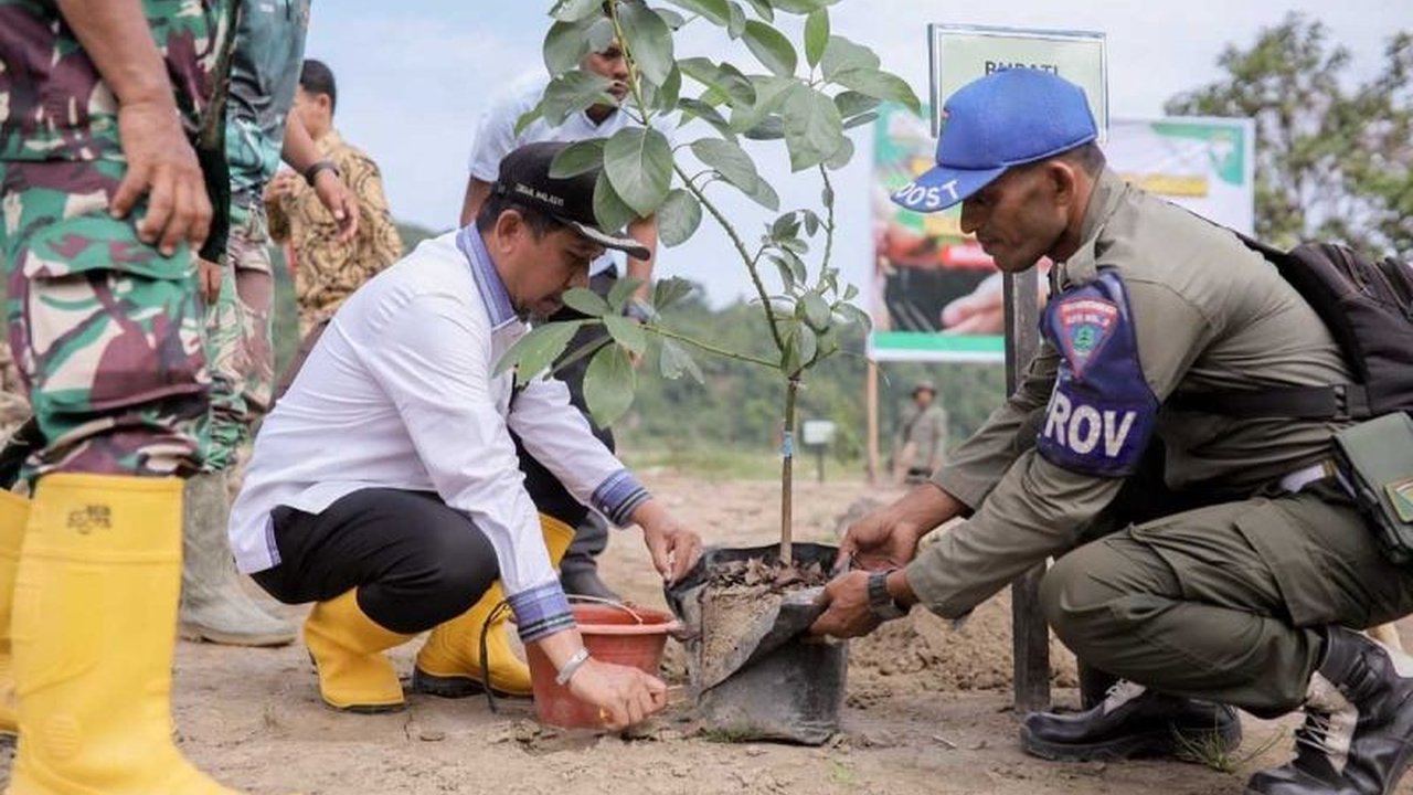 Pemerintah Kabupaten Pidie Jaya gencar melakukan penanaman pohon sebagai langkah strategis pemulihan lahan pascabencana hidrometeorologi, memastikan lingkungan kembali asri dan tangguh di Gampong Seunong.