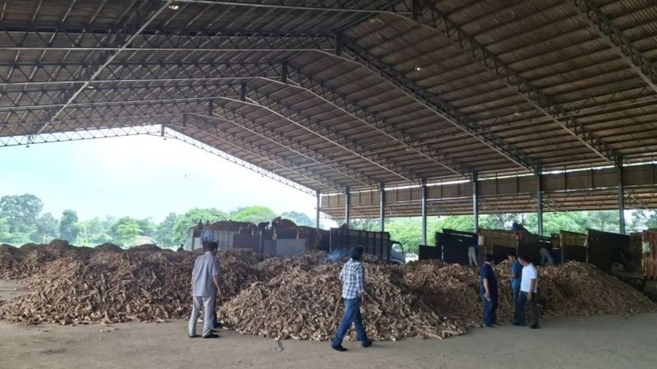 Pemerintah Provinsi Lampung mengapresiasi perusahaan yang patuh pada Pergub Tata Kelola Singkong, sebuah langkah strategis untuk menstabilkan harga dan meningkatkan kesejahteraan petani di daerah tersebut.