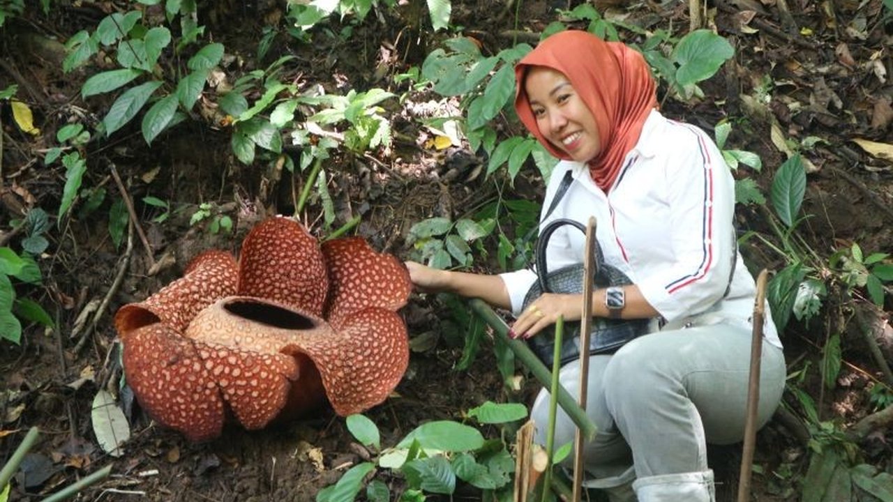 Mekarnya puspa langka Rafflesia arnoldii di Bengkulu Tengah menjadi magnet wisata, menarik pengunjung dari berbagai daerah untuk menyaksikan keunikan bunga raksasa ini yang mudah diakses.