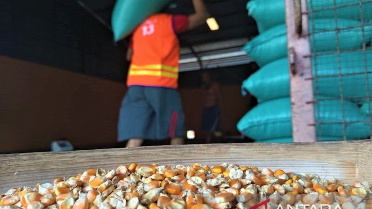 Perum Bulog Kantor Cabang Madiun menargetkan penyerapan 10.106 ton jagung petani sepanjang 2026. Upaya Bulog Madiun serap jagung ini penting untuk menjaga stabilisasi harga dan stok pangan nasional.