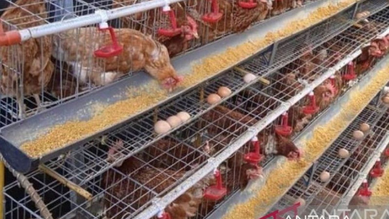 Menjelang perayaan besar, Pasokan Telur Ayam Ras Babel ditingkatkan signifikan. Simak strategi pemerintah daerah dan pelaku usaha dalam menjaga stabilitas harga serta ketersediaan komoditas penting ini.