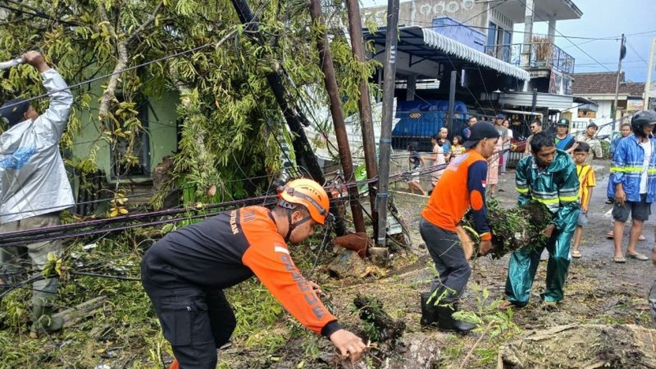 Badan Penanggulangan Bencana Daerah (BPBD) Kabupaten Malang mengimbau masyarakat untuk meningkatkan kewaspadaan terhadap potensi pohon tumbang Malang akibat angin kencang di tengah cuaca ekstrem yang melanda wilayah tersebut.