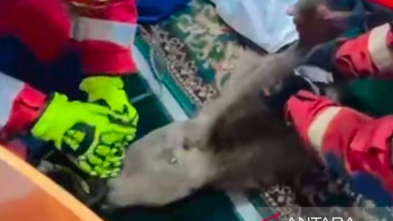 Warga Cakung Barat dikejutkan dengan kehadiran monyet liar di dalam masjid. Petugas Gulkarmat Jaktim sigap melakukan evakuasi monyet liar tersebut demi keamanan jamaah.