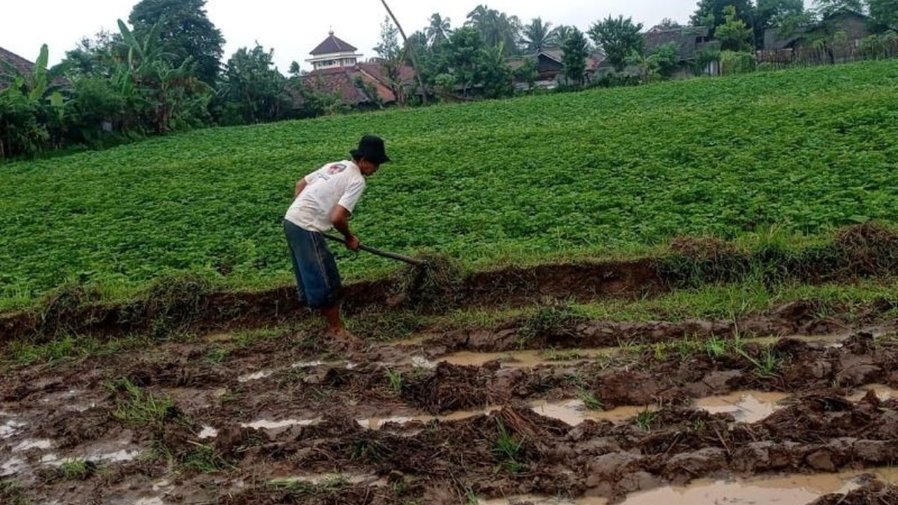 Petani di Kecamatan Menes, Pandeglang, mulai menanam ubi jalar pada Februari 2026 dengan harapan dapat meningkatkan pendapatan ekonomi daerah. Panen ubi jalar ini diprediksi akan menjadi sumber penghasilan utama bagi masyarakat setempat.