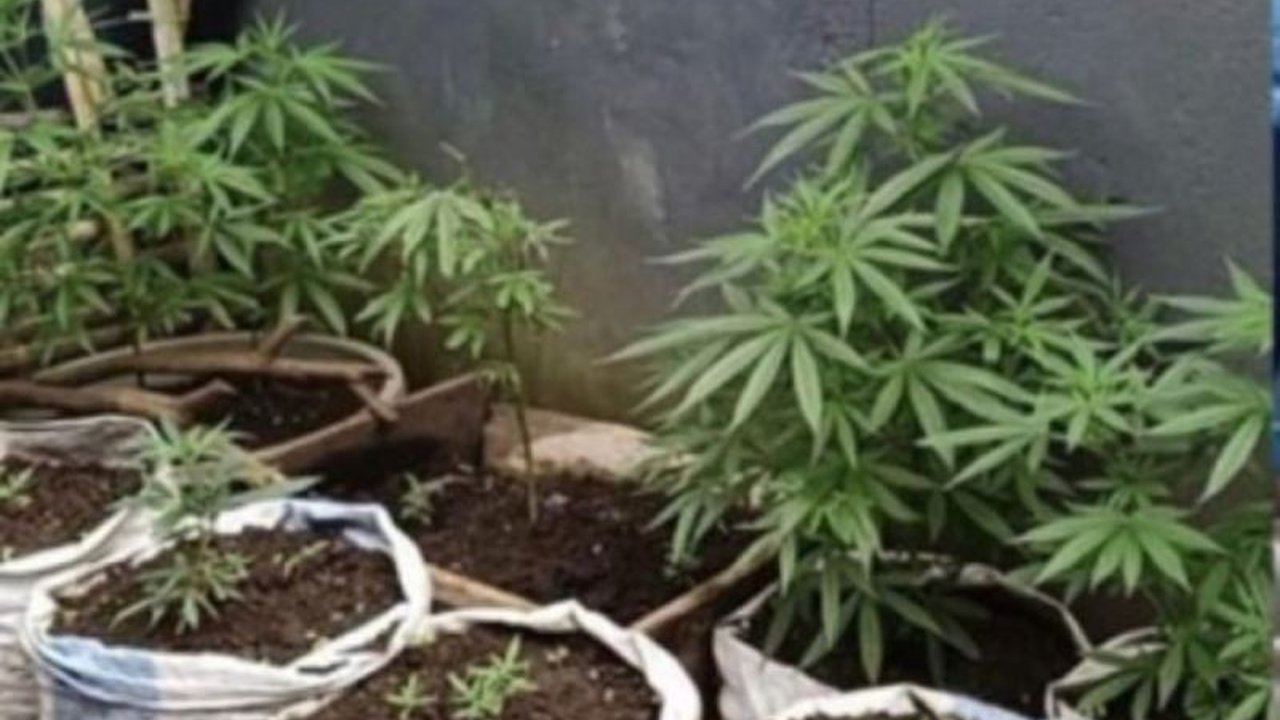 Polres Rejang Lebong berhasil menangkap seorang residivis berinisial MHK (48) yang kedapatan menanam ratusan batang ganja di pekarangan rumahnya, mengungkap praktik ilegal penanaman ganja di wilayah tersebut.