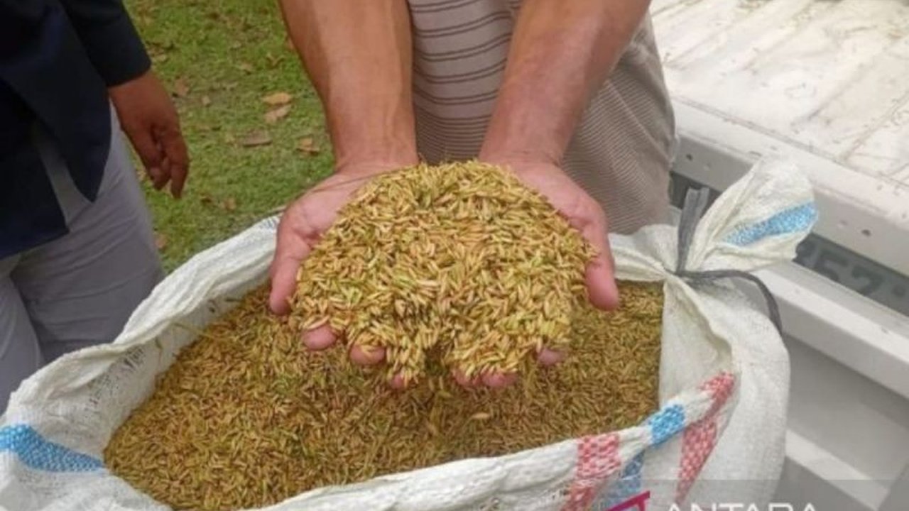 Badan Pusat Statistik (BPS) Sumatera Utara melaporkan Nilai Tukar Petani Sumut menunjukkan tren positif pada Januari 2026, mencatat kenaikan signifikan yang memperkuat daya beli petani di wilayah tersebut.