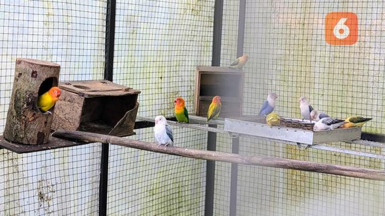 Hobi Pelihara Burung Bisa Picu Penyakit Paru Bird Fancier's Lung, Apa Itu? Foto: Liputan6.com/Ade Nasihudin.
