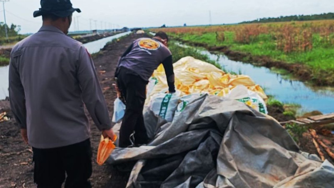 Polresta Banjarmasin berhasil merampungkan panen jagung 44 ton di lahan rawa Kabupaten Banjar, menjadi kontribusi signifikan untuk ketahanan pangan daerah dan menunjukkan potensi optimalisasi lahan.