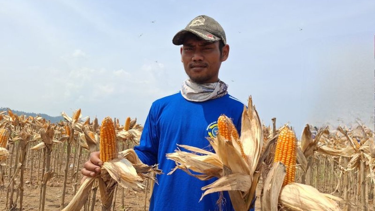 Badan Pusat Statistik (BPS) Provinsi Lampung melaporkan peningkatan signifikan pada luas panen jagung Lampung 2025, mencapai 194,49 ribu hektare, naik 14,39 persen dibandingkan tahun sebelumnya, menunjukkan potensi besar sektor pertanian daerah.