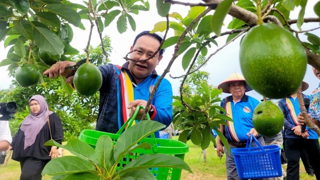 Persatuan Persahabatan Brunei Darussalam-Indonesia (Brudifa) menjajaki potensi kerja sama perkebunan alpukat di Situbondo. Kunjungan ini membuka peluang besar untuk pengembangan agribisnis dan pertukaran pengetahuan, memperkuat Kerja Sama Brudifa Situbond