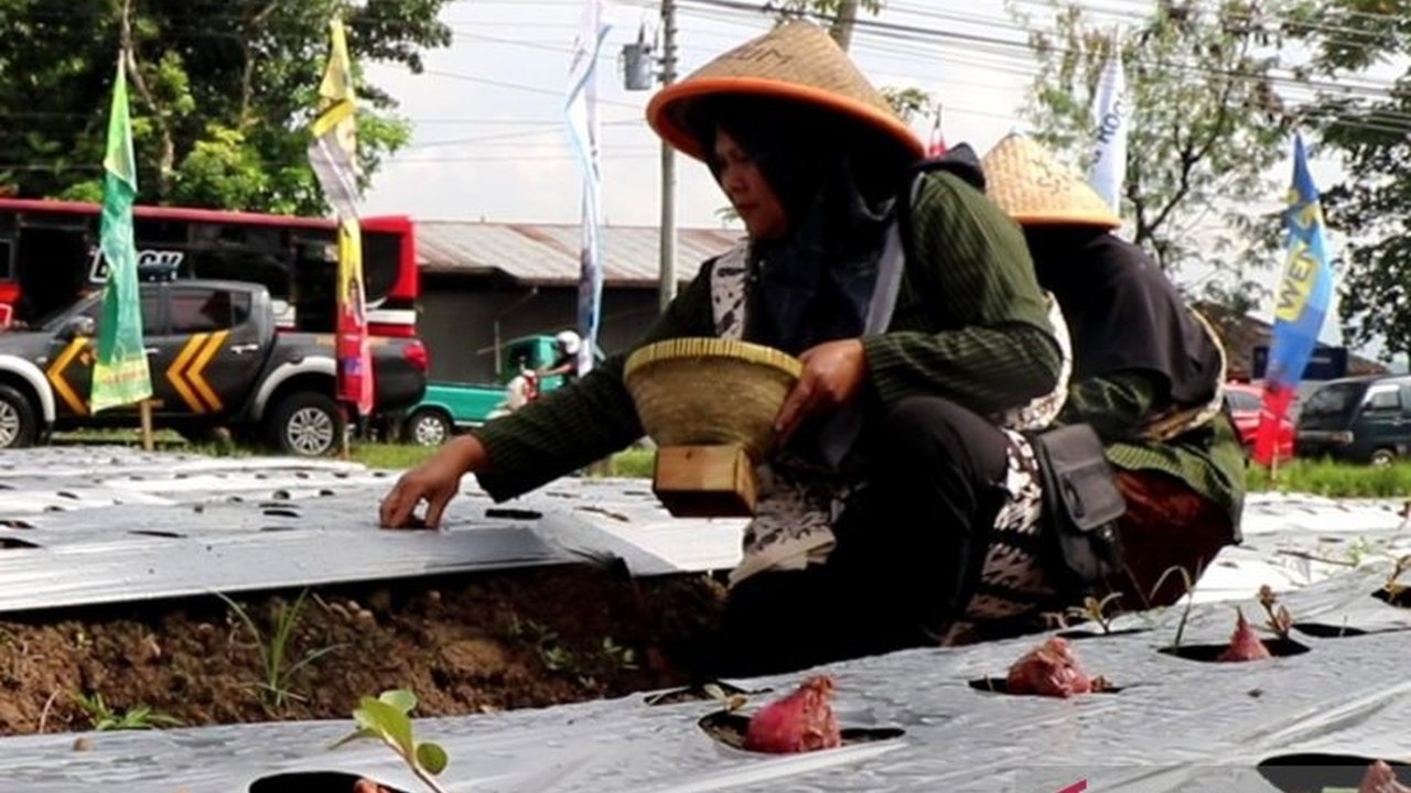 Bupati Temanggung menegaskan peran vital Petani Temanggung sebagai benteng ketahanan pangan daerah di tengah berbagai tantangan. Simak potensi besar bawang merah sebagai komoditas strategis!