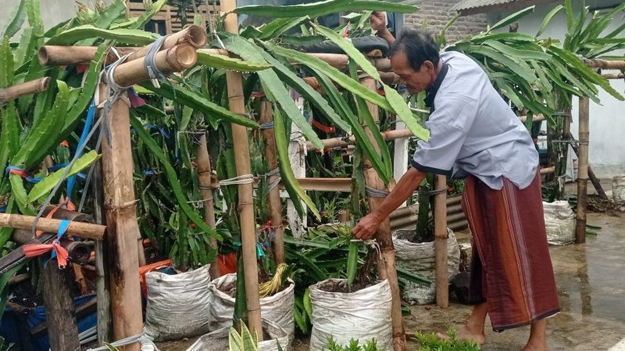 Petani Buah Naga Menes Pandeglang di Desa Cilaban Bulan membutuhkan dukungan 'bapak angkat' untuk mengembangkan budidaya, berpotensi jadi andalan ekonomi masyarakat pedesaan.
