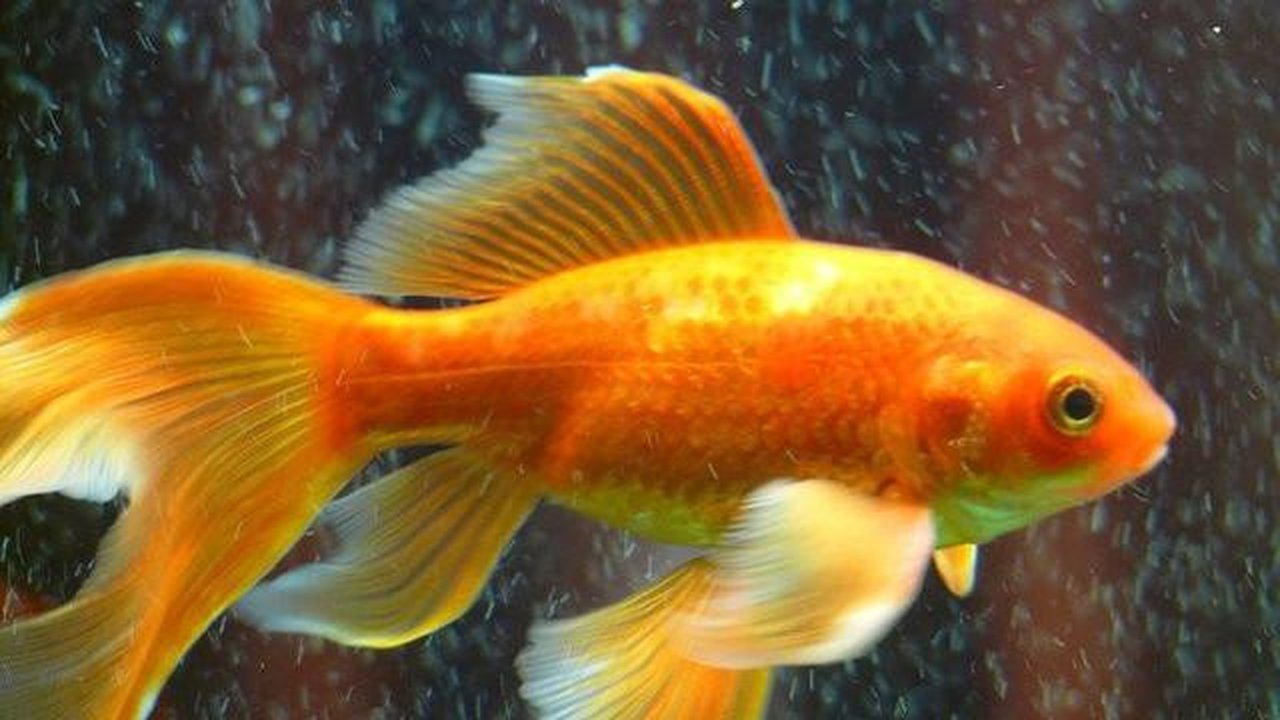 Ilustrasi ikan mas koki. (Sumber: Pixabay.com)