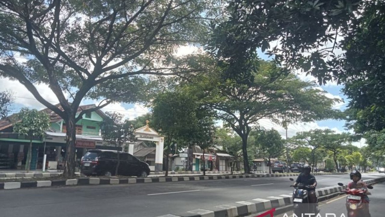 Badan Penanggulangan Bencana Daerah (BPBD) Bantul mengidentifikasi 200 Pohon Rawan Tumbang Bantul di sepanjang jalan lingkar yang mendesak ditebang demi keselamatan pengguna jalan. Apa saja jenis pohonnya dan mengapa menjadi prioritas utama?