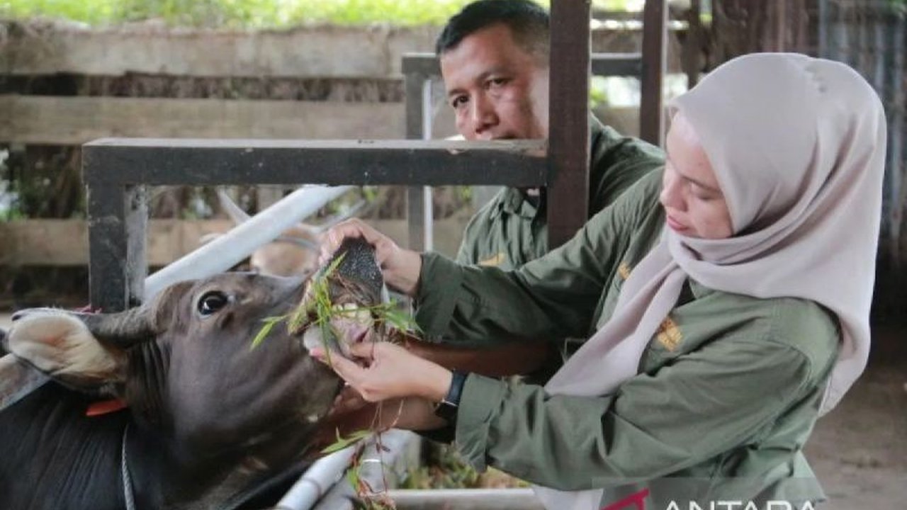 Menjelang Ramadhan dan Idul Fitri 1447 H, Kementan memperkuat upaya pengendalian penyakit hewan ternak melalui deteksi dini dan koordinasi lintas wilayah guna menjaga pasokan pangan nasional.