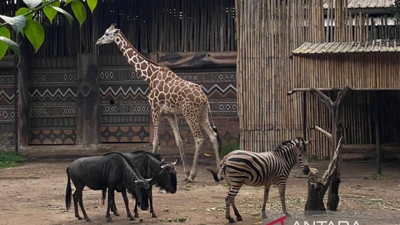 YMT resmi mengembalikan tanggung jawab pengelolaan satwa Kebun Binatang Bandung kepada pemerintah usai izin operasional dicabut. Hal ini memicu pertanyaan tentang masa depan satwa dan kerja sama konservasi.