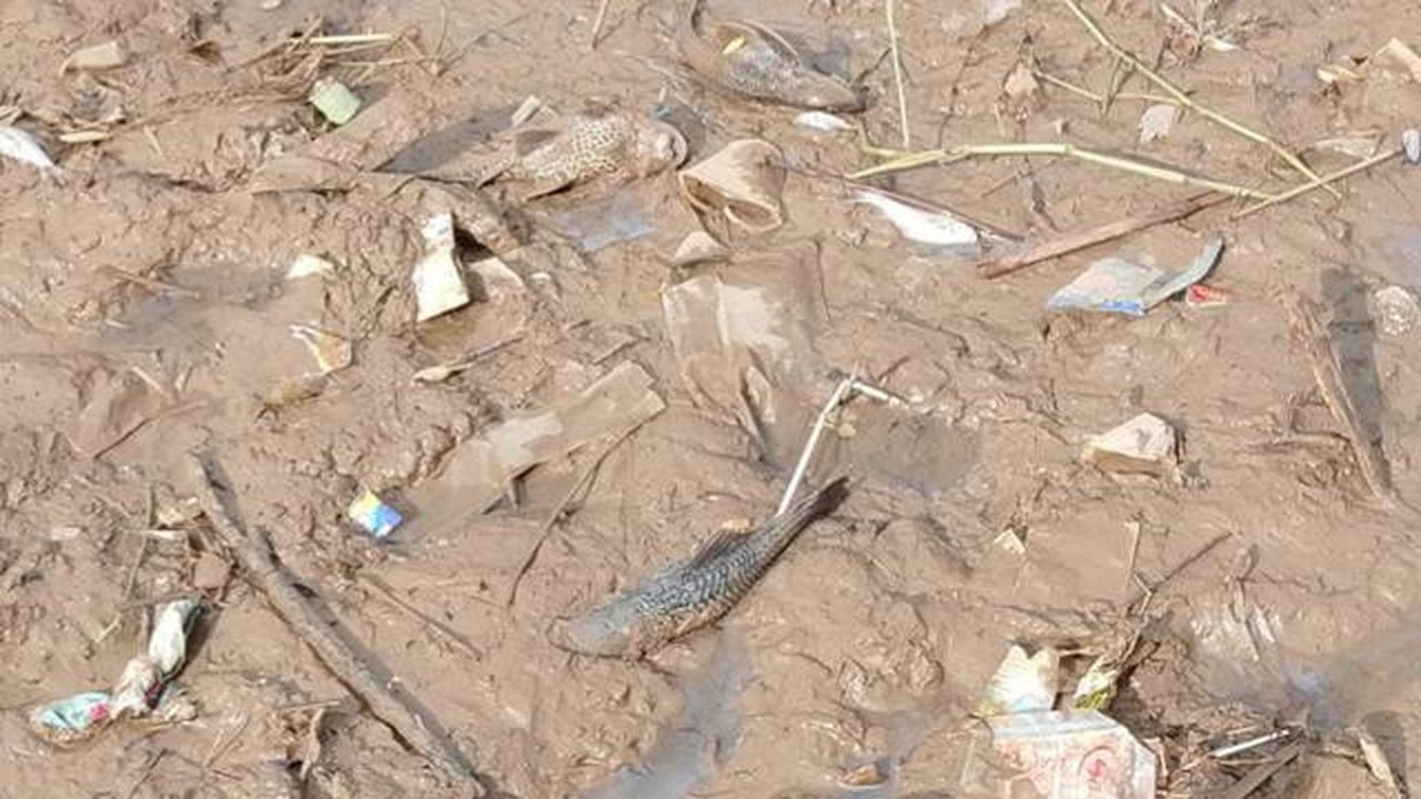 Ikan yang mabok di Sungai Cisadane pasca tercemar (Istimewa)