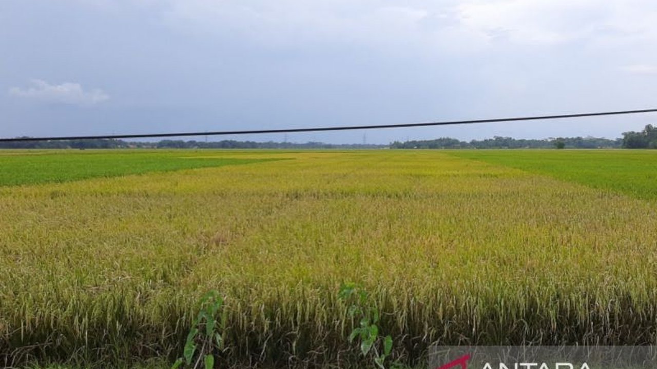 Dinas Pertanian Kabupaten Mukomuko menetapkan **target tanam padi** seluas 3.400 hektare untuk musim tanam pertama 2026. Simak strategi dan lokasi sentra padi yang diandalkan untuk mencapai target ini demi ketahanan pangan daerah.