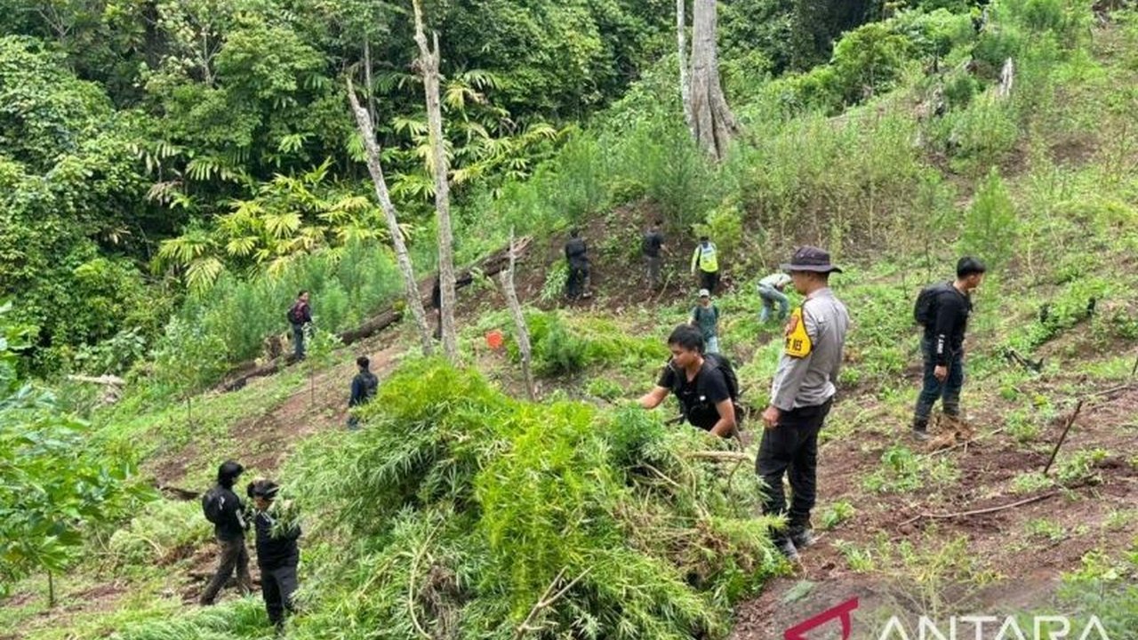 Polres Empat Lawang berhasil mengungkap tiga hektare ladang ganja di wilayahnya, menyita 200 kg narkotika siap edar senilai Rp1 miliar, dan menyelamatkan ratusan ribu jiwa dari bahaya narkoba.