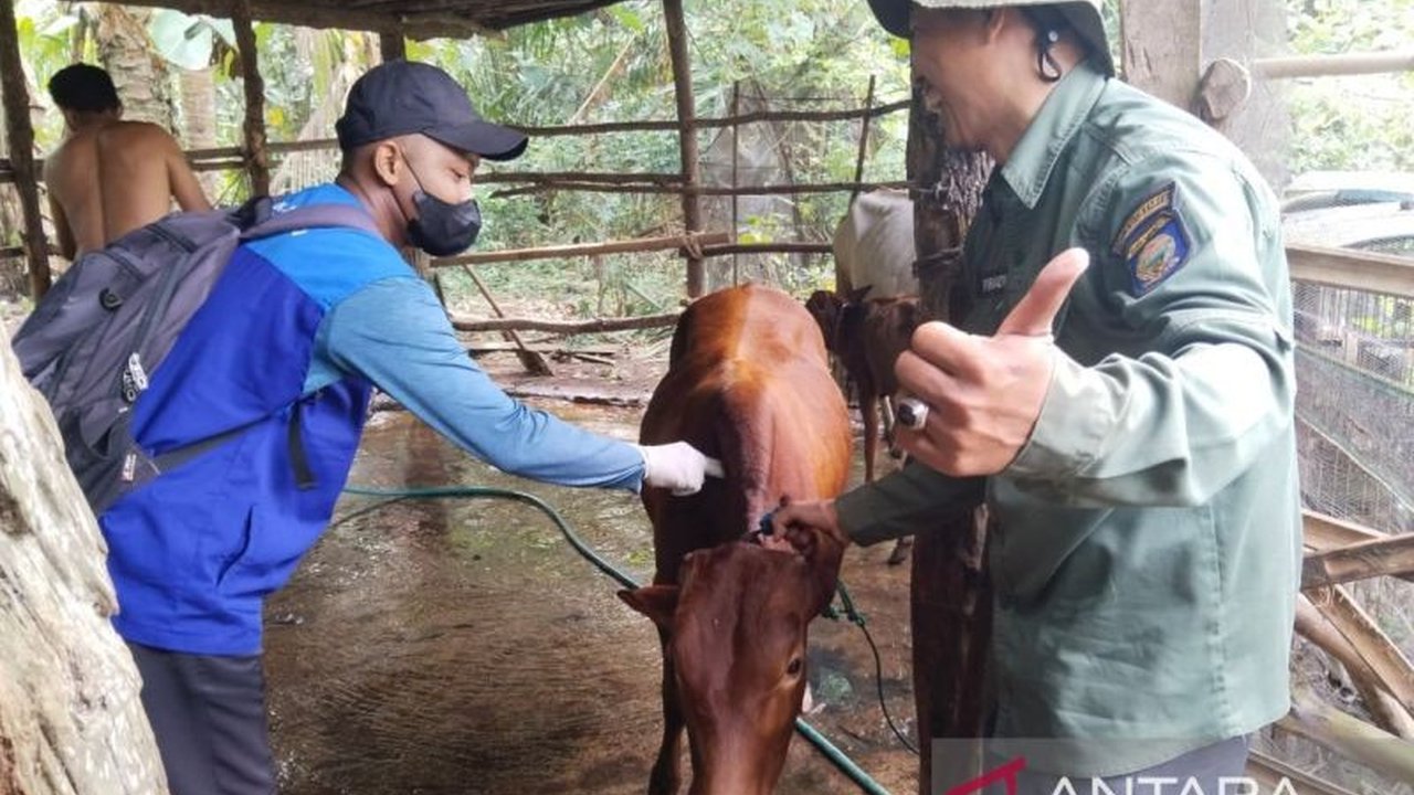 Dinas Pertanian OKU menerima 300 dosis vaksin PMK menjelang Ramadhan 1447 H, memastikan keamanan hewan ternak dan mencegah penyebaran penyakit mulut dan kuku di wilayah tersebut.