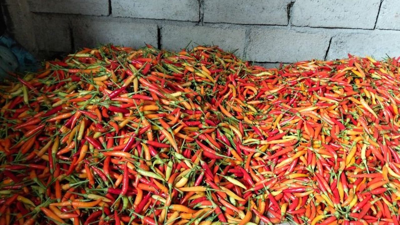 Harga Cabai Rawit Mataram melambung tinggi hingga Rp110.000 per kilogram menjelang Ramadan 1447 Hijriah, dipicu cuaca ekstrem dan minimnya pasokan dari luar daerah.