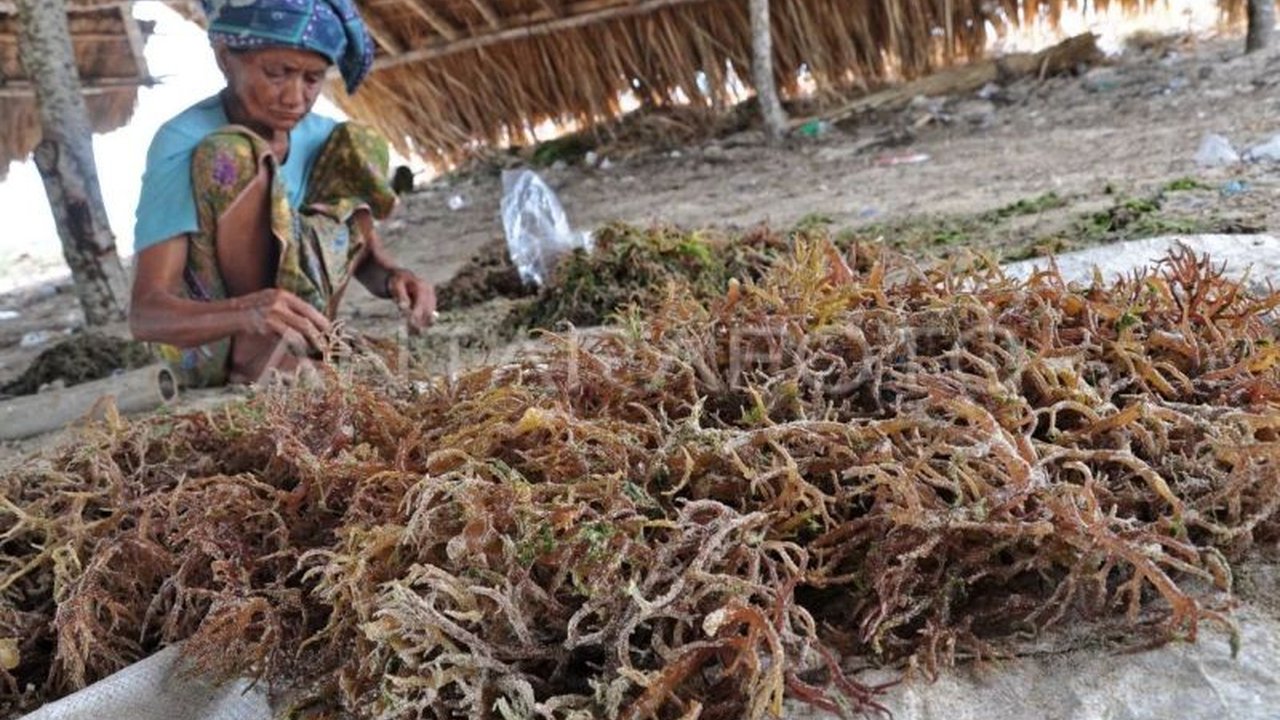 Teluk Ekas, Lombok Timur, kini menjadi sorotan dengan pembangunan Pusat Riset Rumput Laut bertaraf internasional, sebuah langkah ambisius yang berpotensi mengubah Indonesia dari pemasok bahan mentah menjadi inovator global di industri rumput laut.