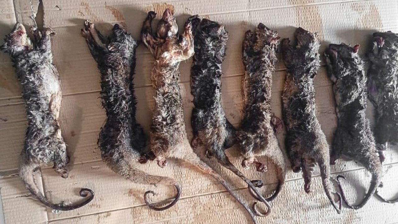 Ditjen Gakkum Kementerian Kehutanan berhasil menangkap penjual kuskus tembung di Manado, Sulawesi Utara, mengungkap jaringan peredaran satwa dilindungi yang mengancam keseimbangan ekosistem.