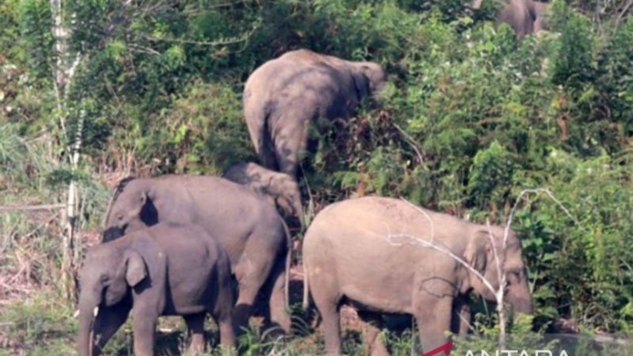 Seorang petani di Kampung Pantanlah, Bener Meriah, meninggal dunia setelah diserang kawanan gajah liar di kebunnya. Insiden tragis ini menyoroti konflik manusia-satwa di wilayah tersebut.