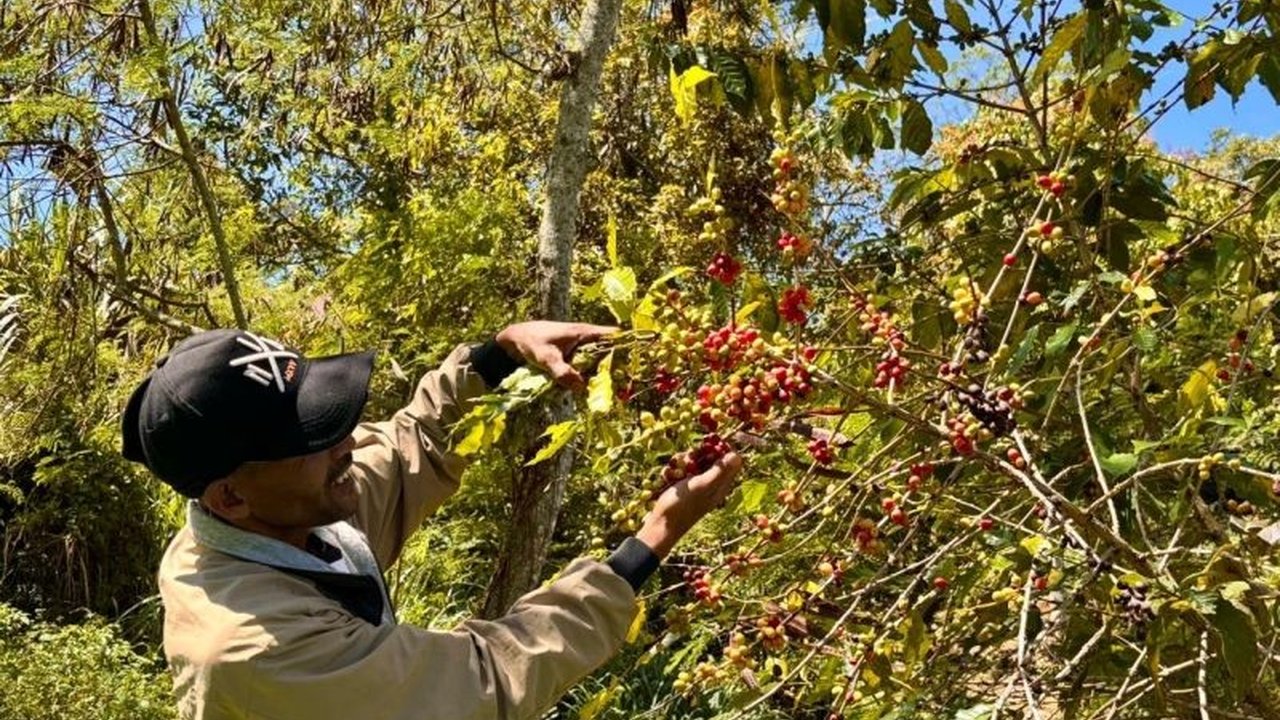 Pemerintah Kabupaten Bener Meriah berupaya keras membuka kembali Akses Jalan Perkebunan yang tertutup pascabencana, terutama saat puncak panen kopi, namun terkendala pendanaan.