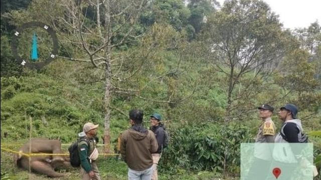 Penemuan bangkai gajah Sumatera di Aceh Tengah yang diduga mati karena tersengat kawat listrik bertegangan tinggi. (dok. BKSDA Aceh)