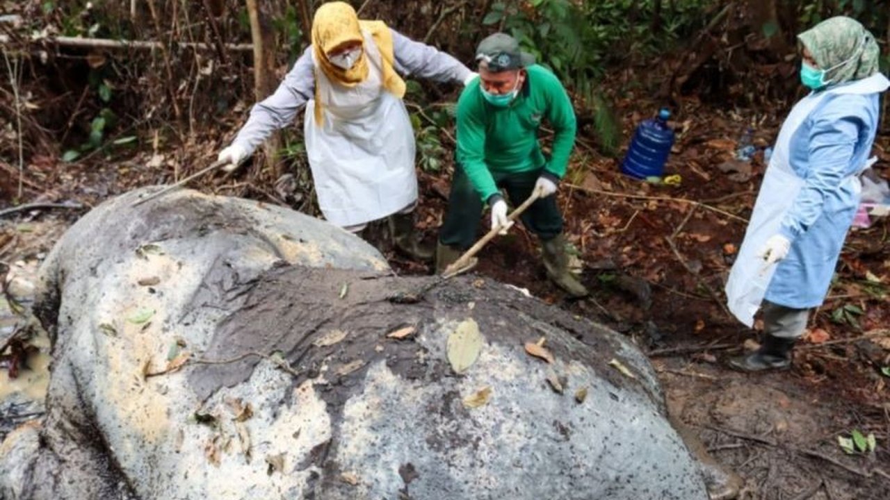 Kasus kematian gajah sumatera di Pelalawan, Riau, yang ditemukan pada awal Februari 2026, masih dalam penyelidikan intensif. Pihak kepolisian telah memeriksa puluhan saksi untuk mengungkap pelaku perburuan liar yang menyebabkan kematian gajah Riau ini.