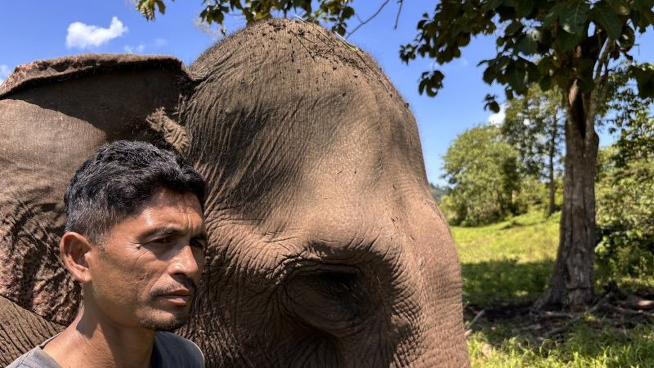 Bencana alam di Daerah Aliran Sungai (DAS) Peusangan, Bener Meriah, Aceh, telah mengubah drastis ekosistem, mengancam kelangsungan hidup gajah Sumatera dan mengganggu pola kebiasaan mereka.