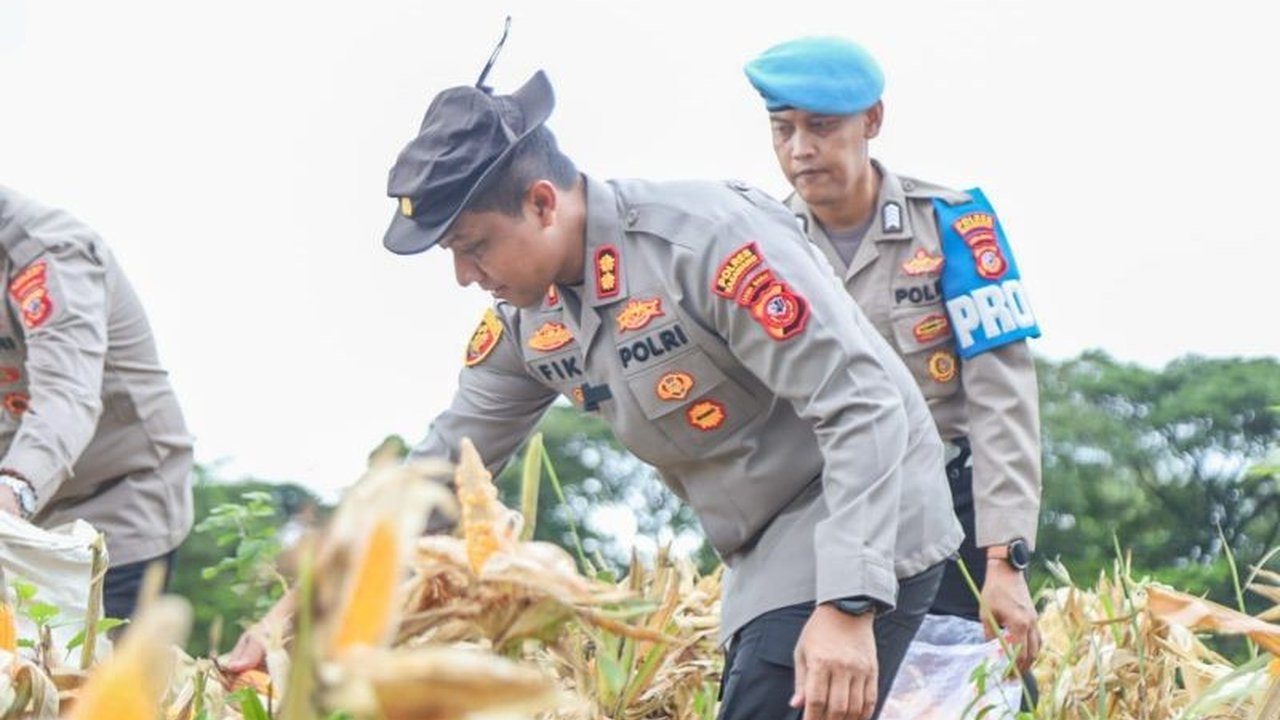 Kapolres Karawang AKBP Fiki Novian Ardiansyah memimpin Panen Raya Jagung pipil kering 28 ton di Cikampek, menunjukkan dukungan Polri terhadap sektor pertanian dan ketahanan pangan.