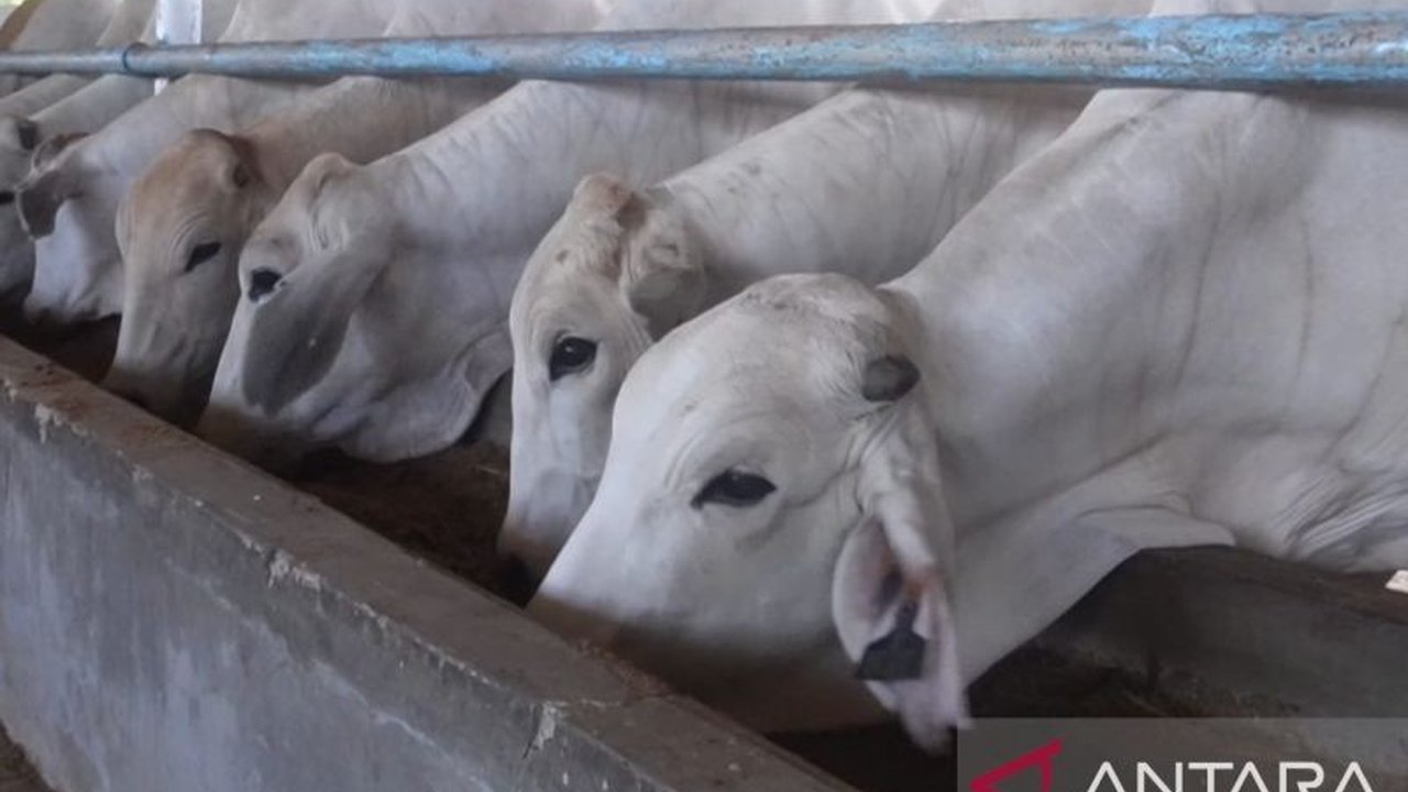 Pemerintah Provinsi Kepulauan Bangka Belitung (Babel) memastikan ketersediaan 1.600 ekor Sapi Idul Fitri Babel untuk memenuhi kebutuhan daging masyarakat menjelang Hari Raya Idul Fitri 2026, sekaligus menstabilkan harga.