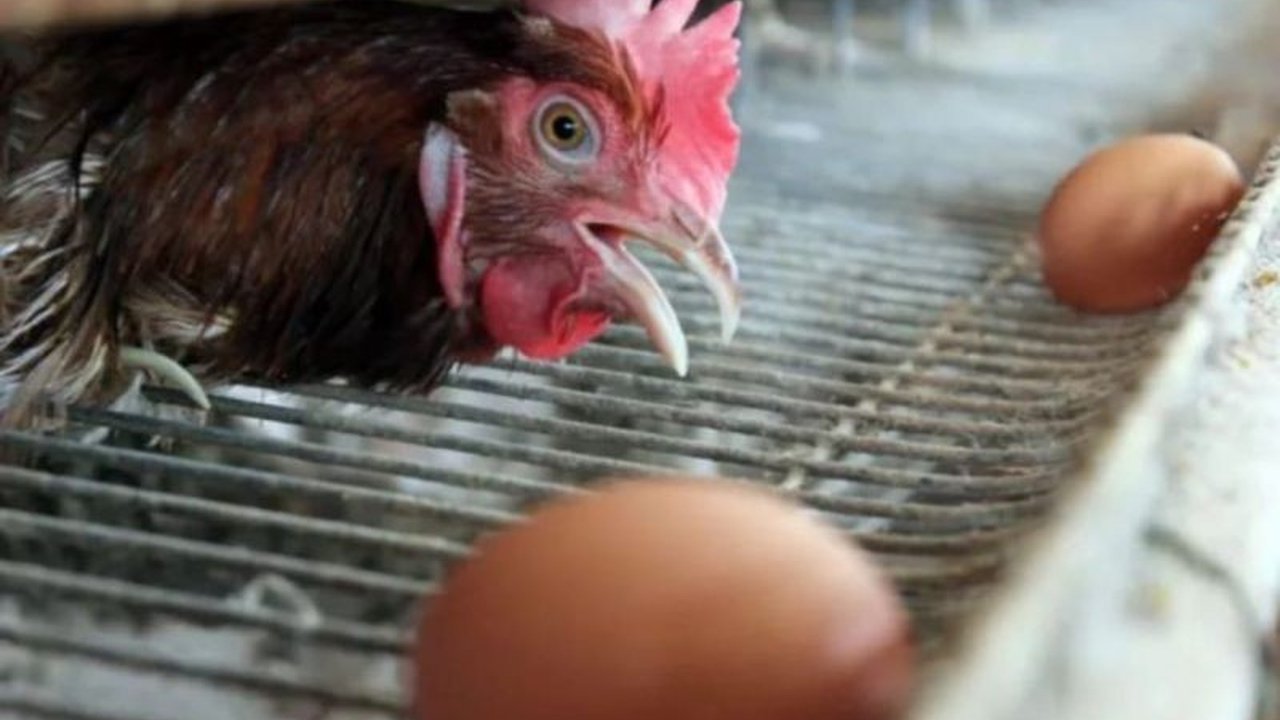 Perum Bulog Sumut memastikan kesiapan penyaluran jagung program Stabilisasi Pasokan dan Harga Pangan (SPHP) bagi peternak ayam petelur, dengan stok melimpah untuk menjaga stabilitas harga.