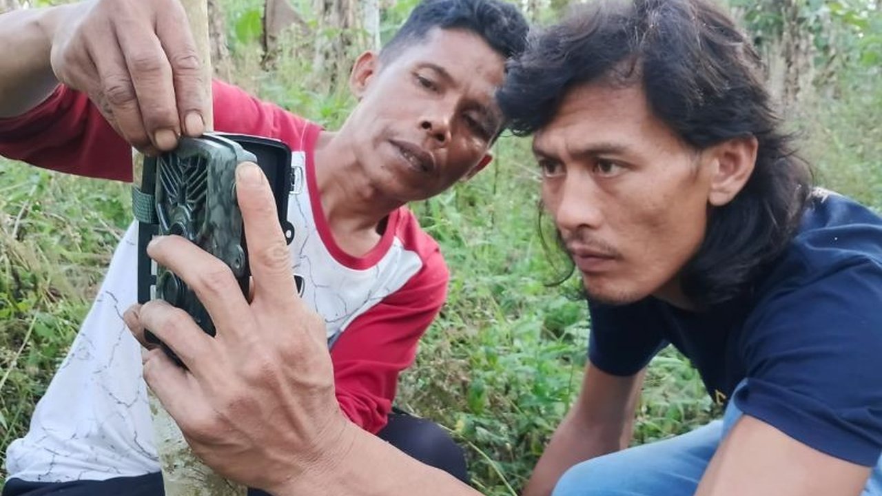BKSDA Sumatera Barat memasang enam kamera jebak untuk memantau kemunculan dan pergerakan Harimau Sumatera Agam di Ladang Ateh, merespons laporan warga dan video viral.