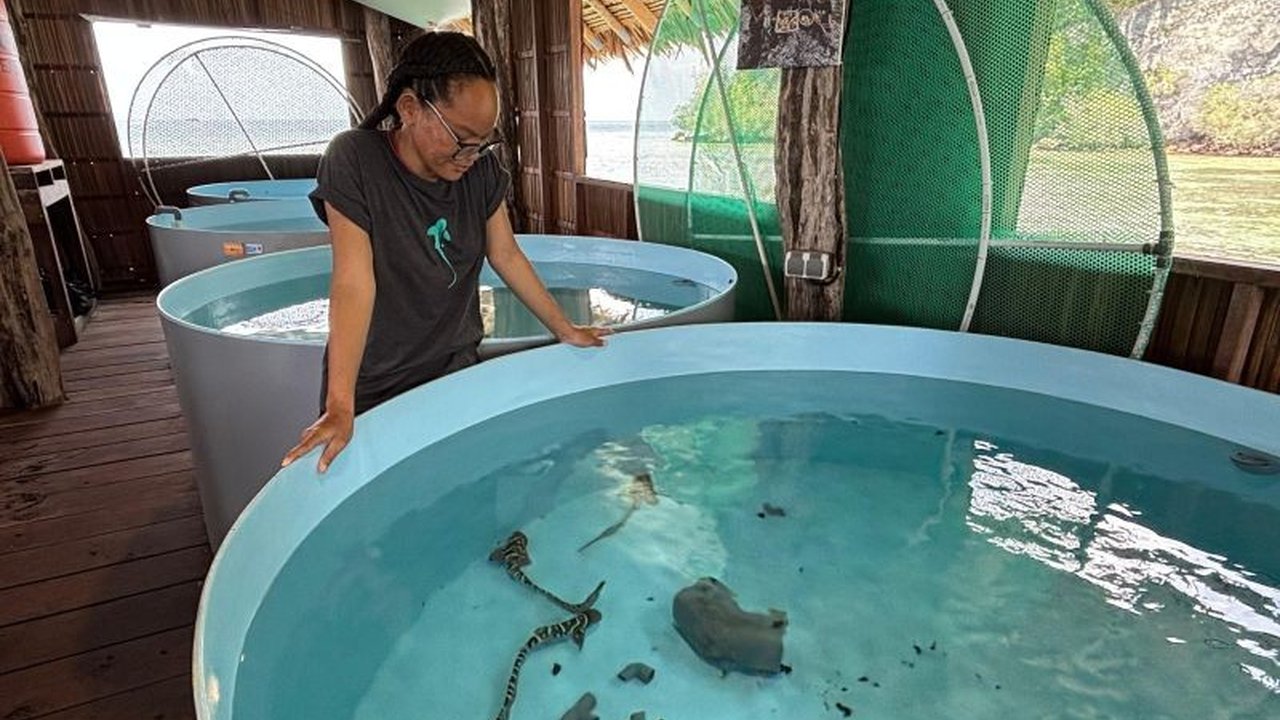 Kepulauan Raja Ampat, Papua Barat Daya, menjadi saksi bisu perjuangan mengembalikan populasi hiu zebra yang terancam punah. Simak bagaimana program Konservasi Hiu Zebra Raja Ampat berupaya menyelamatkan predator kunci ini dan menjaga keseimbangan ekosiste