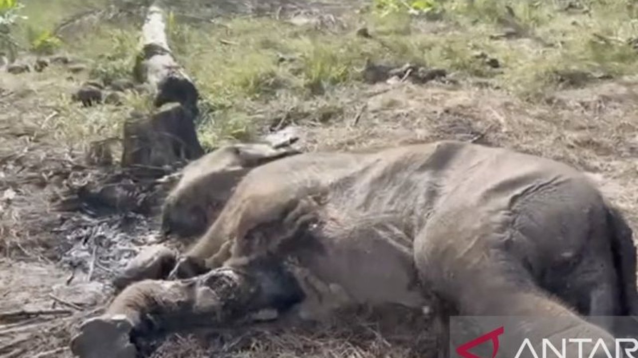 Seekor anak gajah sumatera ditemukan mati di Taman Nasional Tesso Nilo (TN Tesso Nilo), diduga kuat akibat jerat. Peristiwa tragis ini menyoroti ancaman serius terhadap populasi satwa dilindungi di habitat aslinya.