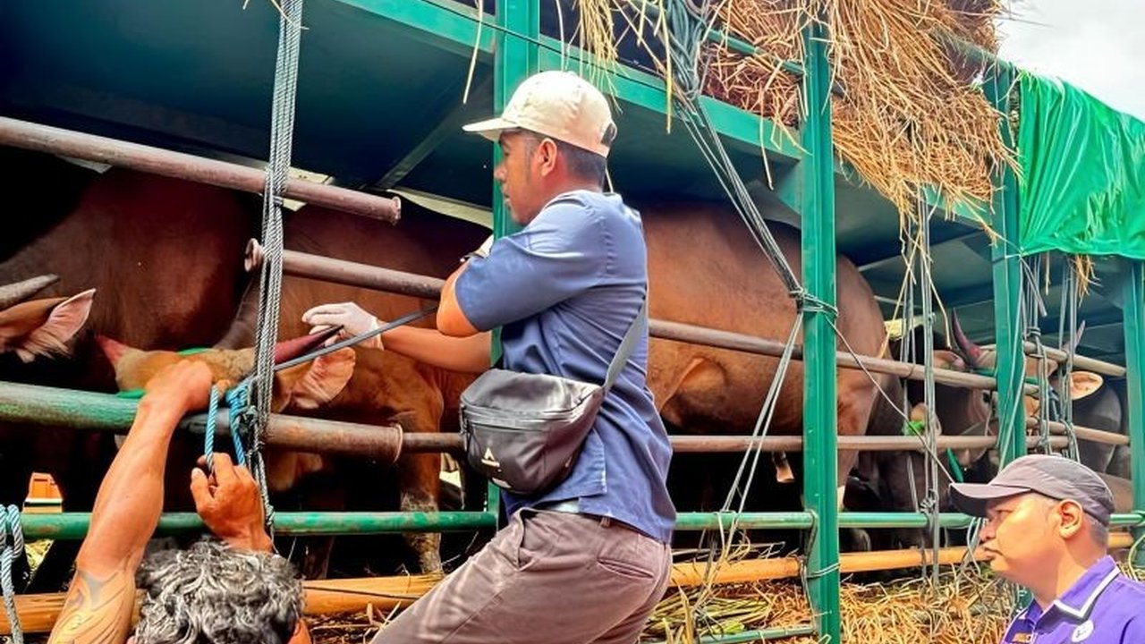 Pemerintah Provinsi Nusa Tenggara Barat (NTB) meminta Penambahan Kapal Angkut Ternak Kurban kepada pemerintah pusat untuk mengatasi penumpukan hewan dan memastikan kelancaran distribusi menjelang Idul Adha 1447 H.
