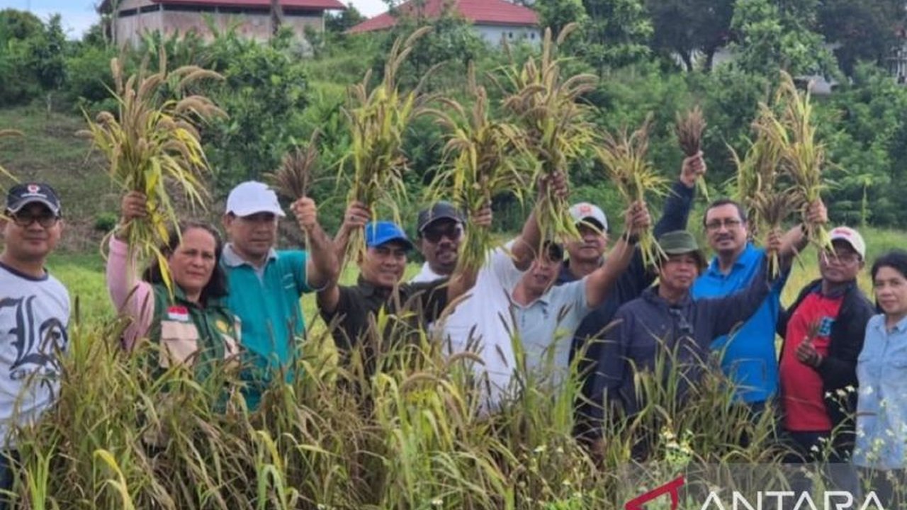 Dinas Pertanian Provinsi Maluku serius menggarap Hotong Maluku sebagai pangan alternatif lokal bernutrisi tinggi. Langkah ini bertujuan memperkuat kemandirian dan ketahanan pangan daerah serta mengurangi ketergantungan beras.