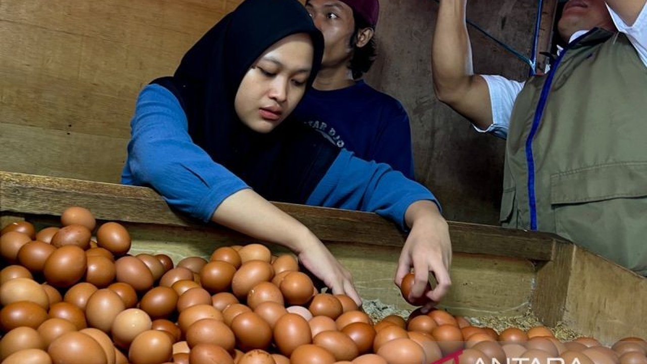 Badan Pangan Nasional (Bapanas) siap menyalurkan 242 ribu ton SPHP jagung pakan mulai Maret 2026 untuk menjaga stabilitas harga telur dan daging ayam di pasaran, sebuah langkah strategis untuk peternak unggas.