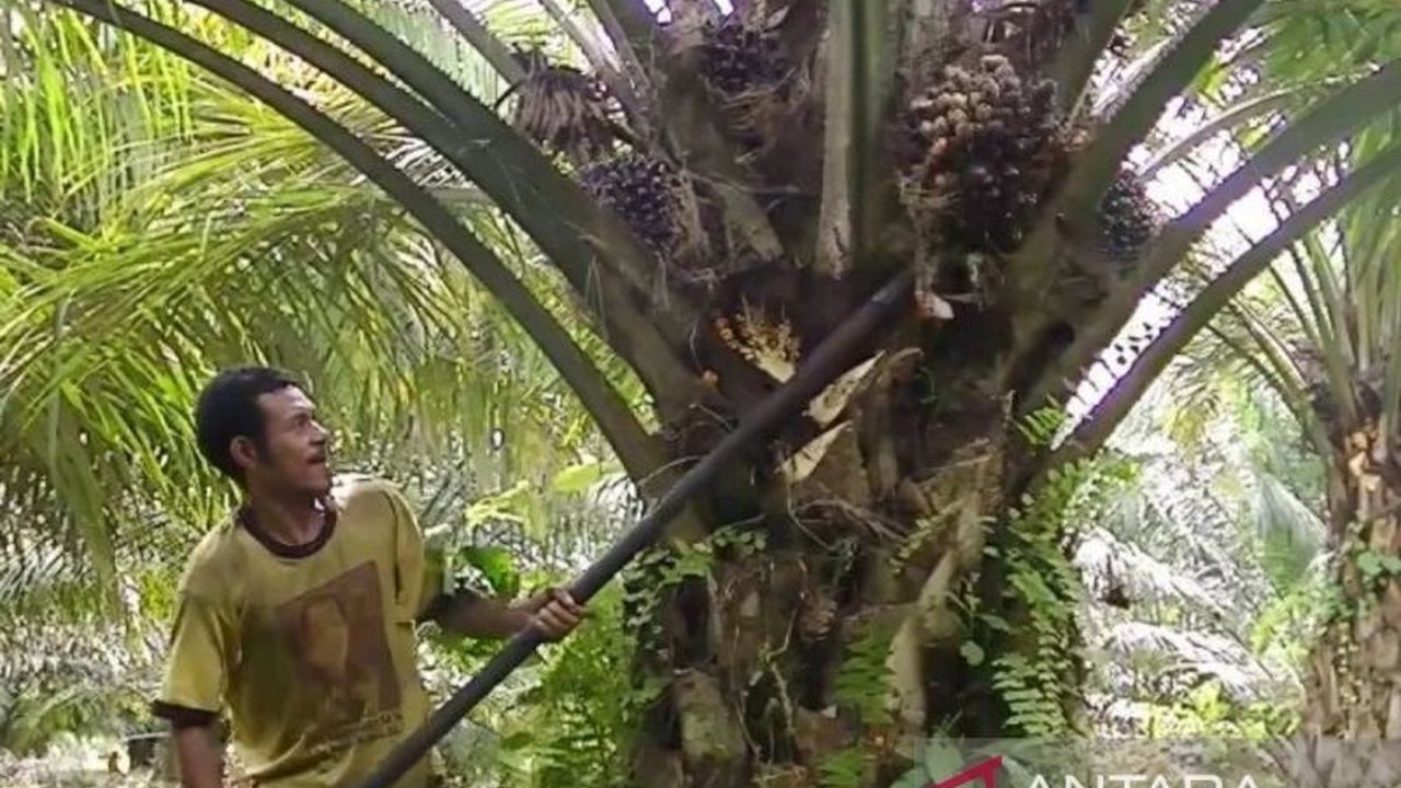 Harga TBS Sawit Kalsel terus menguat hingga akhir Februari 2026, mencapai Rp3.437 per Kg. Simak faktor pendorong dan dampaknya pada kesejahteraan petani.
