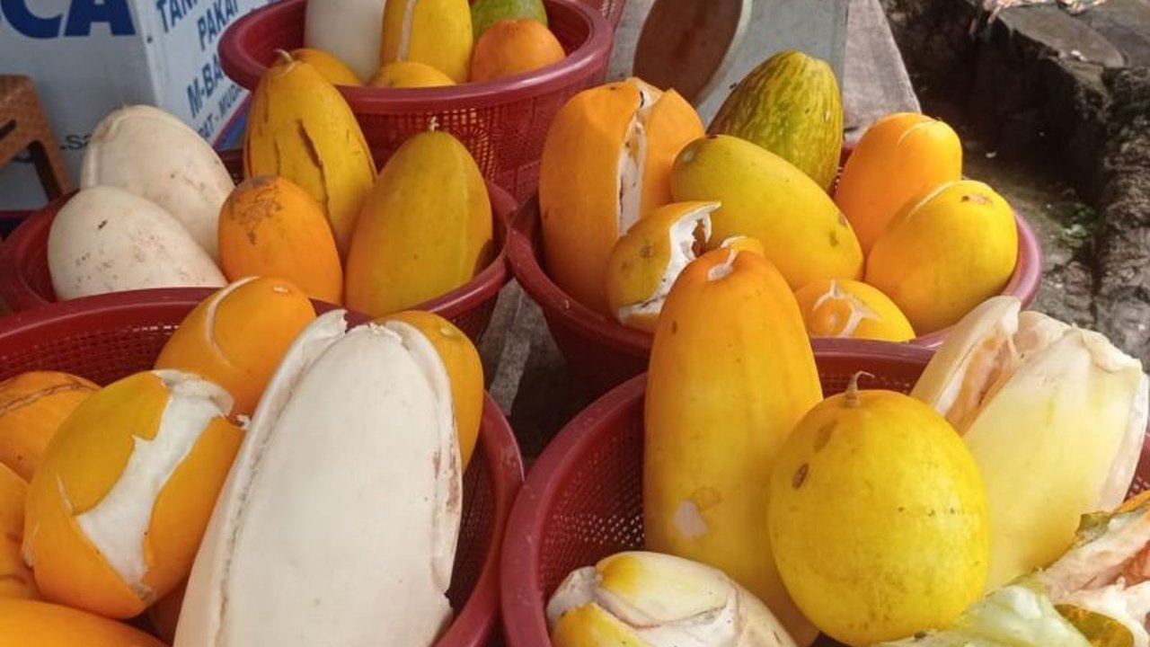 Petani di Kecamatan Jiput, Pandeglang, memasok hingga tiga ton Timun Suri Jiput setiap hari ke Jakarta, menjadikannya komoditas andalan ekonomi selama bulan Ramadhan dan menarik perhatian pasar.