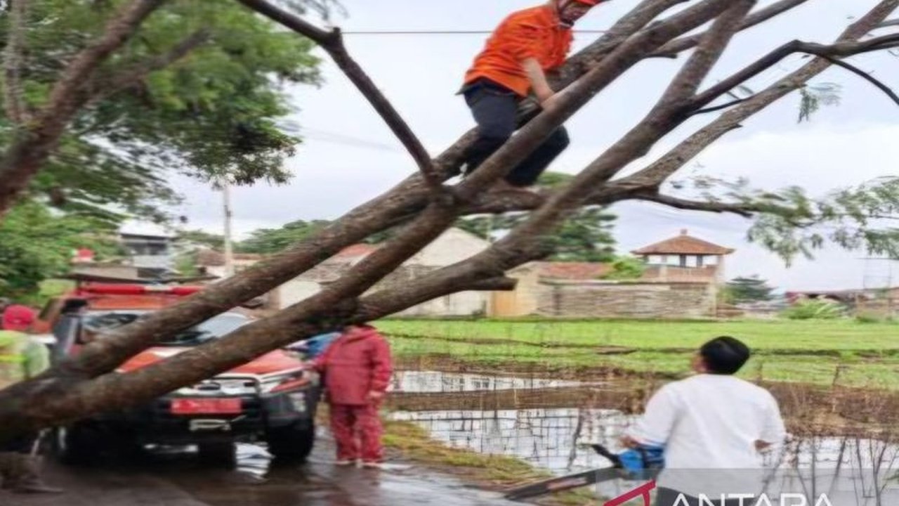 BPBD Cianjur sigap melakukan penanganan pohon tumbang yang menutup jalur utama Cianjur-Sukabumi, memastikan arus lalu lintas kembali normal setelah hujan deras dan angin kencang melanda.