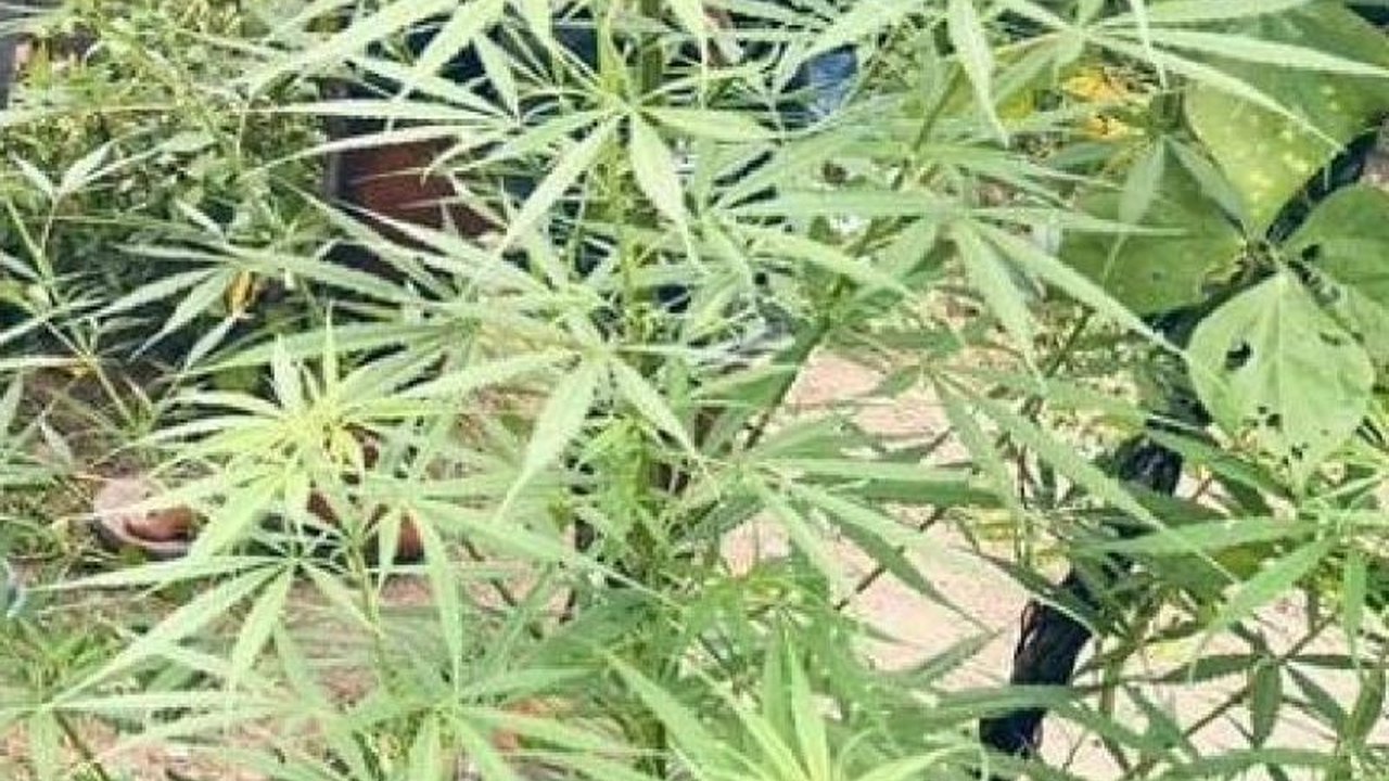 Polres Keerom berhasil mengungkap dan mengamankan seorang warga berinisial ASS alias L yang diduga sebagai pemilik kebun ganja di Arso, Papua, dengan tanaman ganja siap panen ditemukan di ladangnya.