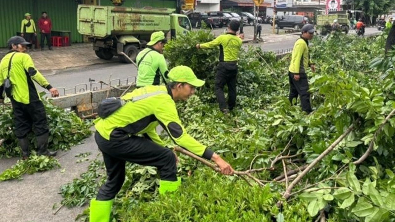 Suku Dinas Pertamanan dan Hutan Kota Jakarta Barat (Sudin Tamhut Jakbar) melakukan pemangkasan 60 pohon di delapan kecamatan sebagai langkah antisipasi cuaca ekstrem, memastikan keamanan warga dari potensi pohon tumbang.