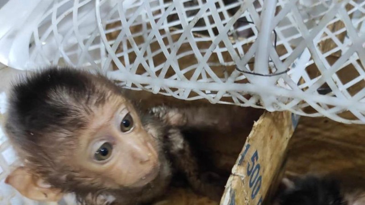 Karantina Lampung dan KSKP Bakauheni berhasil menggagalkan perdagangan satwa liar ilegal, seperti elang dan monyet, di Pelabuhan Bakauheni. Penindakan ini mengungkap jaringan kejahatan yang merugikan ekosistem.