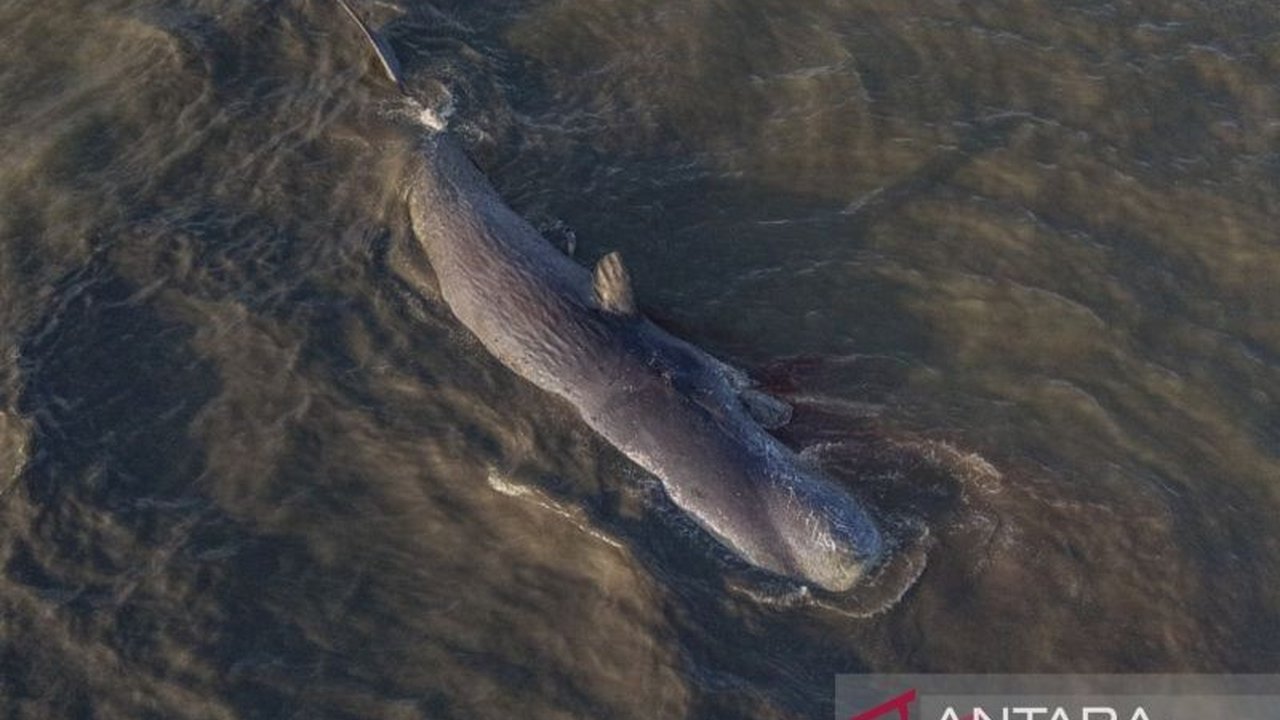 Balai Pengelolaan Sumberdaya Pesisir dan Laut (BPSPL) Sultra segera melakukan **evakuasi bangkai paus Kolaka** yang terdampar di Pantai Totobo. Penarikan ke laut lepas menjadi solusi meminimalisir dampak pencemaran.