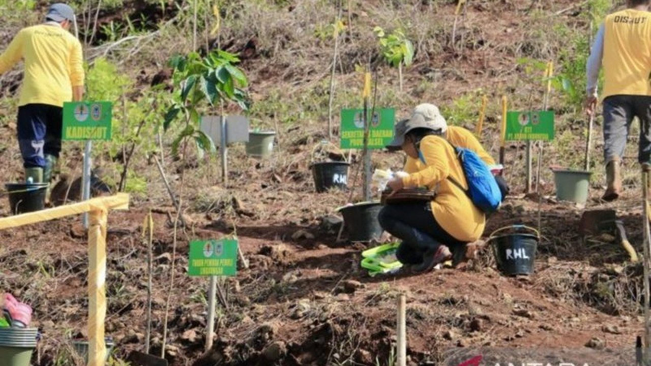 Dinas Kehutanan Kalimantan Selatan (Dishut Kalsel) melanjutkan program Rehabilitasi Hutan dan Lahan (RHL) berbasis hasil (RBC 4), fokus pada pembangunan arboretum mangrove dan pemulihan lahan mineral untuk mendukung keberlanjutan lingkungan.