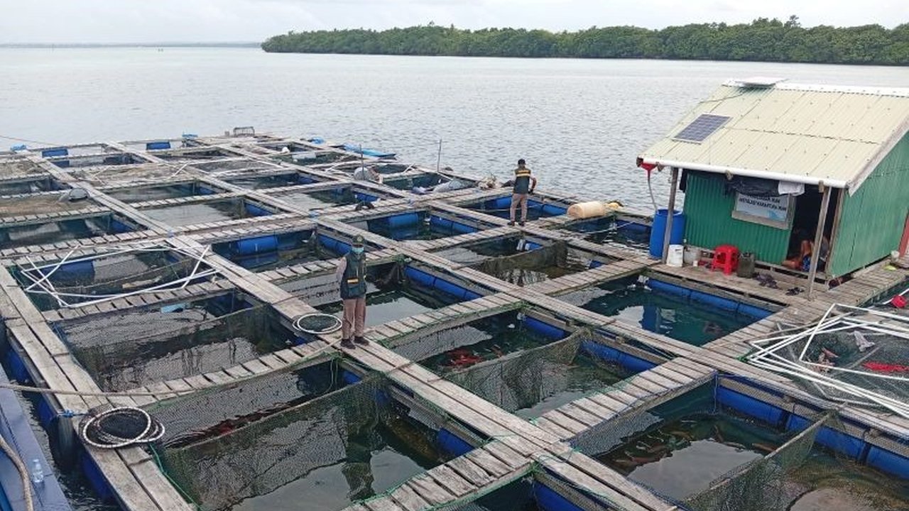 Balai Karantina Hewan, Ikan dan Tumbuhan (BKHIT) Maluku berhasil mensertifikasi ekspor 7.652 ekor kerapu hidup dari Tual ke Hong Kong, membuka peluang pasar global bagi produk perikanan Maluku dan berpotensi menghasilkan nilai ekonomi hingga Rp800 juta.